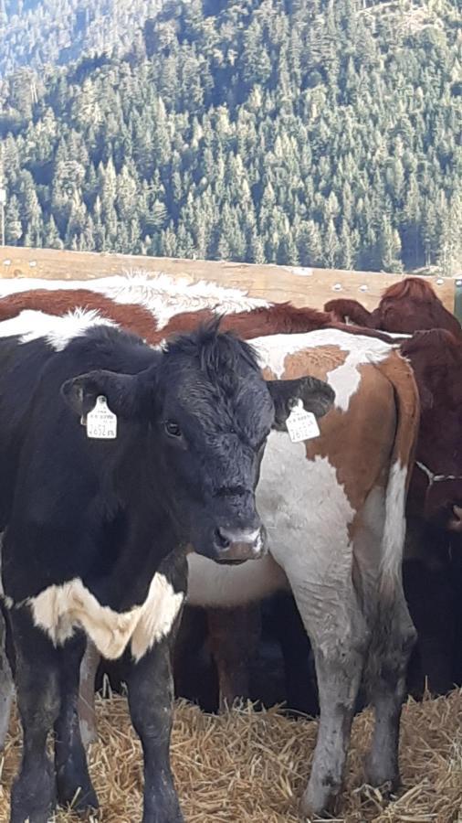Wiesingbauer Saalfelden Zewnętrze zdjęcie